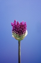Allium, Allium Hollandicum 'Purple sensation'.