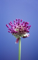 Allium, Allium Hollandicum 'Purple sensation'.