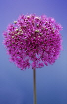 Allium, Allium Hollandicum 'Purple sensation'.