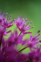 Allium, Allium Hollandicum 'Purple sensation'.