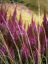 Astilbe.