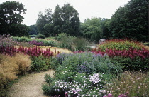 Astilbe.