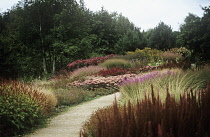 Astilbe.