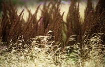 Astilbe.