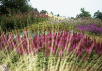 Astilbe.