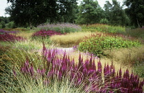 Astilbe.