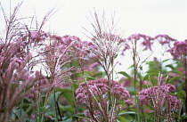 Miscanthus, Chinese Silver Grass, Miscanthus sinensis.