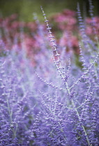 Russian sage, Perovskia 'Blue Spire'.