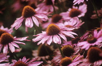 Echinacea, Purple coneflower, Echinacea purpurea.