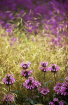 Bergamot, Monarda, Monarda.