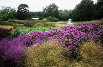 Bergamot, Monarda, Monarda.