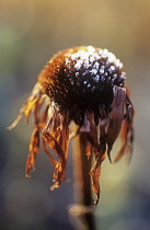 Bergamot, Monarda, Monarda.