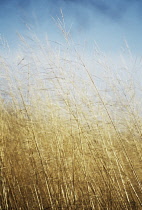 Purple Moor Grass, Molinia caerulea 'Transparent'.