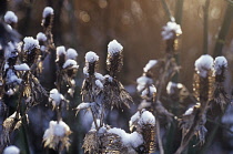 Sea Holly, Miss Wilmott's ghost, Eryngium giganteum 'Miss Wilmott's ghost'.