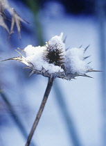 Sea Holly, Miss Wilmott's ghost, Eryngium giganteum 'Miss Wilmott's ghost'.