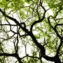 Beech, Fagus sylvatica.