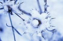 Sea Holly, Miss Wilmott's ghost, Eryngium giganteum 'Miss Wilmott's ghost'.