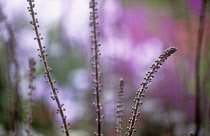 Cohosh, Bugbane, Cimicifuga simplex 'Brunette'.