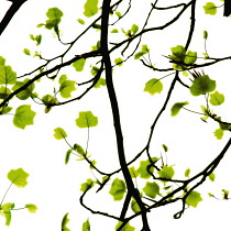 Tuliptree, Liriodendron tulipifera.