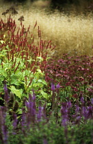 Bistort, Persicaria amplexicaulis 'rosea'.