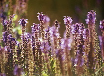 Sage, Salvia nemorosa 'Superba'.