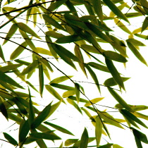 Bamboo, Phyllostachys.