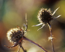 Sea Holly, Eryngium tripartitum.