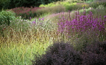 Purpleloosestrife, Lythrum salicaria.