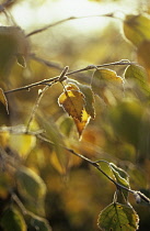 Birch, Weeping birch, Betula pendula.
