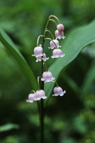 rosea, Lily-of-the-valley, Convallaria majalis f.