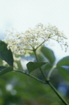 Elder, Sambucus nigra.