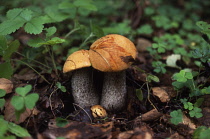 Funghi, Leccinum aurantiacum.