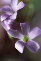 Shamrock, Purple shamrock, Oxalis triangularis.