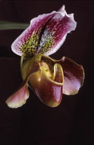 Orchid, Paphiopedilum.