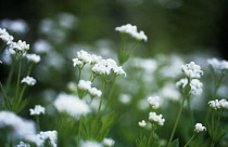 Woodruff, Dyers woodruff, Asperula tinctoria.