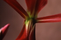 Jacobean Lily, Sprekelia formosissima.