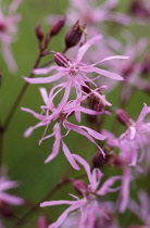 Ragged Robin, Lychnis flos-cuculi.