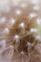 Dandelion clock, Taraxacum officinale.