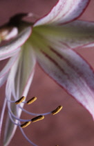 Amaryllis, Hippeastrum.