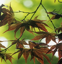 Japanese Maple, Acer palmatum.