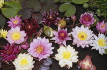 Waterlily, Nymphaea.