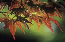 Japanese Maple, Acer palmatum.