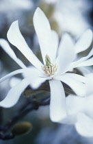 Magnolia, Magnolia stellata.