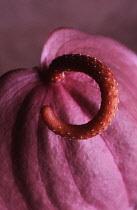 Painter's palette, Anthurium scherzerianum.