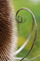 Teasel, Dipsacus fullonum.