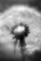 Dandelion clock, Taraxacum officinale.