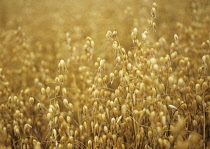 Oats, Avena sativa.