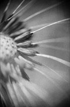 Dandelion clock, Taraxacum officinale.