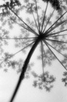 Cow Parsley, Anthriscus sylvestris.