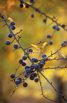Blackthorn, Sloe, Prunus spinosa.